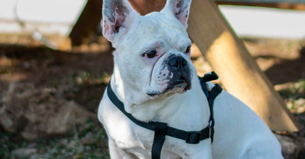 Программы лояльности казино без депозита - сравнение и анализ предложений